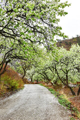 On a rainy day, the pear trees on the hillside are full of white pear flowers
