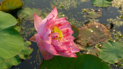 Pink petal of Lotus flower water plant blooming on green leaves