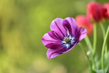 Fototapeta premium nice purple tulip