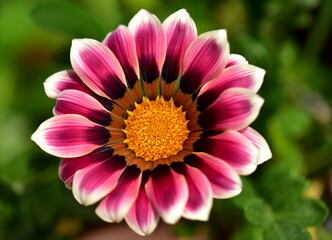 Obraz premium pink dahlia flower