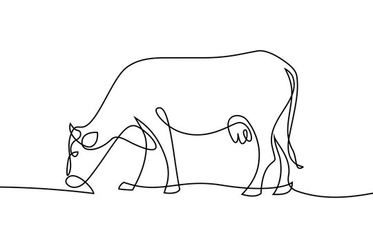 Cow on pasture in continuous line art drawing style. Grazing cow minimalist black linear sketch isolated on white background. Vector illustration