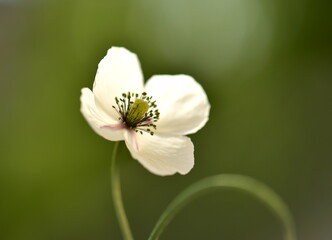 white poppz flower on natural background