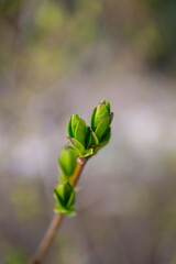 Beautiful spring trees with blooming buds