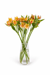 peruvian lily in glass vase isolated on white
