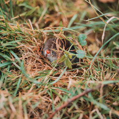 A small gray mole climbed out of the ground, an animal in the grass.