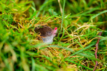 A small gray mole climbed out of the ground, an animal in the grass.