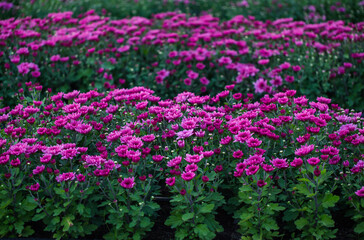 Fototapeta premium close-up of pink zinnia flower on background. chrysanthemum flowers in the garden.