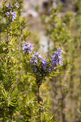 Beautiful spring trees with blooming buds