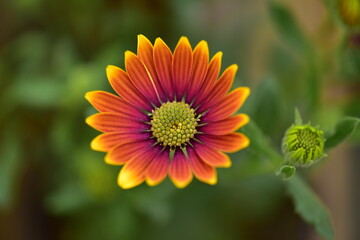 orange flower in the garden