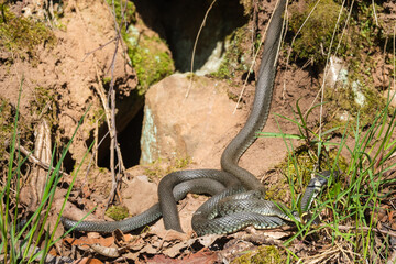 Grass snakes basking in the sunshine at a rock