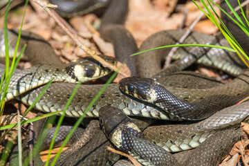 Grass snakes that are sunbathe in the spring sunshine