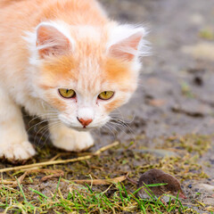 Naklejka na ściany i meble Ginger and white kitten with its prey of a mouse