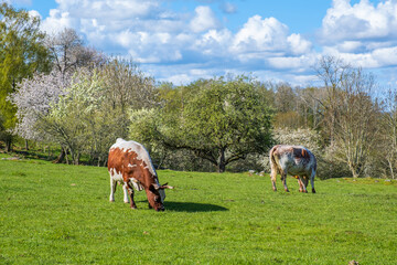 Grazing dairy cows on a meadow on a sunny spring day