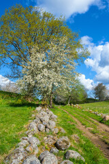 Flowering tree at a dirt road in the countryside