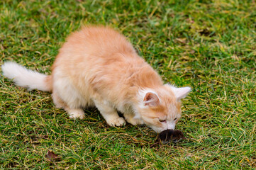 Ginger and white kitten with its prey of a mouse