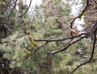 Beautiful spring trees with blooming buds