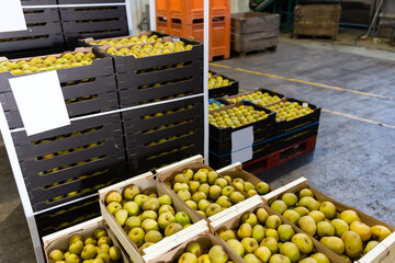stacks of fruit boxes with freshly harvested apples in storage warehouse at the apple factory