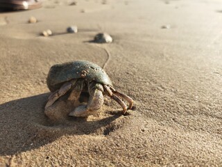 Hermit crab on the beach