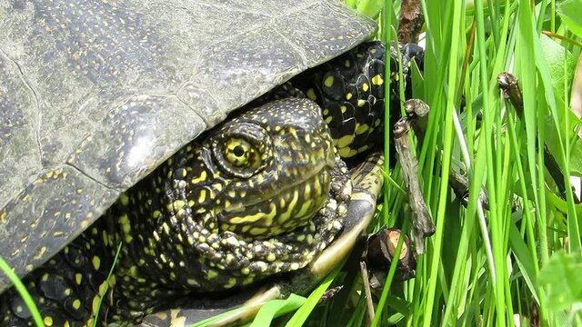 Marsh turtle hides its head in its shell Emys orbicularis