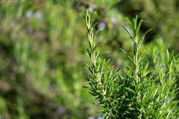 Rosemary growing on a farm in summer. Mediterranean herbs and spices for food.