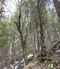 Naklejka premium Hochplatte durch die Südwand: Schöner Bergwald