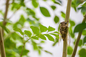 細い木の枝にとまったクマゼミ