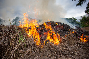 Farmers' bonfires and smoke from burning grass and weeds sometimes spread the wildfire. Farmers,...