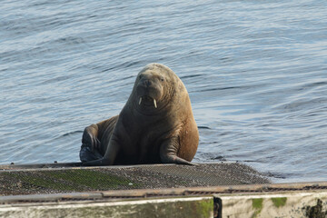 A rare Walrus, Odobenus rosmarus, lying on the ramp of Tenby lifeboat station in Tenby,...