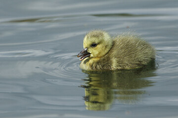 A cute Canada Goose gosling, Branta canadensis, swimming on a lake.