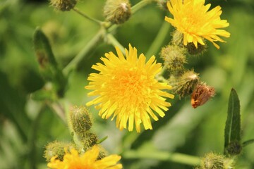 Yellow dandelion flower in the sun