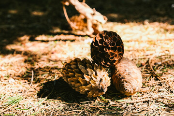 Pine cones in the forest on the ground. Brown background. The sun.