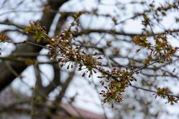 Beautiful nature scene with a blooming tree. Close-up of blossoming trees