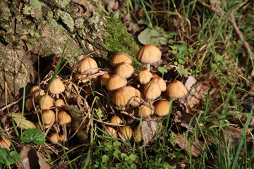 Hypholoma fasciculare or sulphur tuft mushroom in the forest