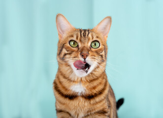 Portrait of hungry bengal cat licking its lips