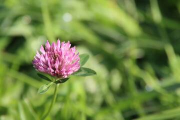 flower of the red clover which can be used for natural medicine as a weed