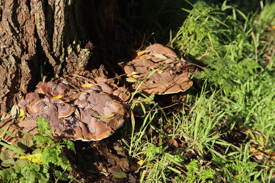 Pleurotus ostreatus or Oyster Mushroom on trees in the botanic garden