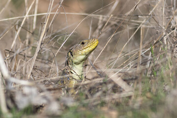 Timon lepidus watches among the straw