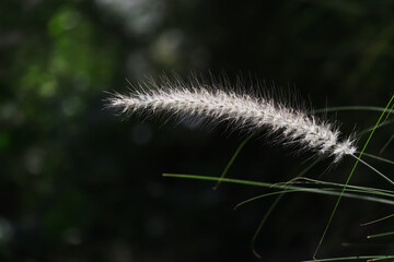 Obraz premium Close up flower grass, beautiful african fountain flower with blurry background.
