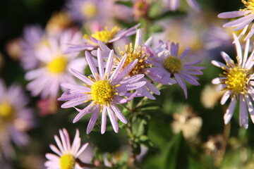 Obraz premium Purple aster with yellow heart