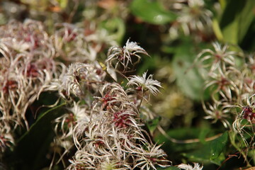 hairy leaves of a faded plant in a hedge
