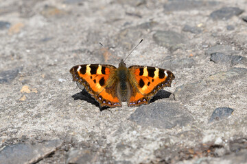 Fototapeta na wymiar Butterfly on a concrete walkway on a sunny spring day