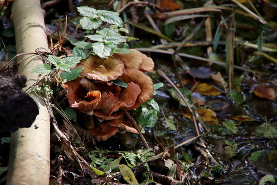 Meripilus Giganteus Is A Polypore Fungus In The Family Meripilaceae