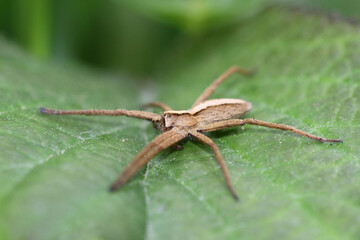 Pisaura mirabilis in its typical waiting position