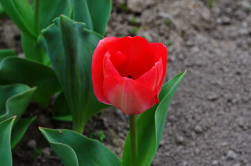 Red tulip flower bloom on background of blurry red tulips flowers
