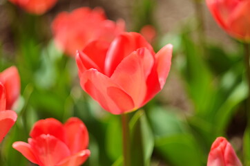 Red tulip flower bloom on background of blurry red tulips flowers