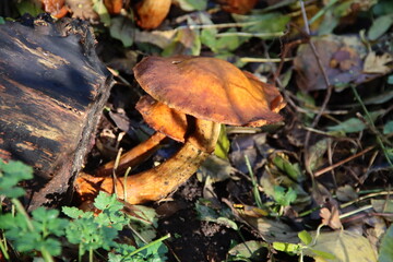 Pluteus podospileus mushroom in a botanic garden