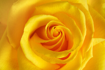 Beautiful yellow rose head close up background