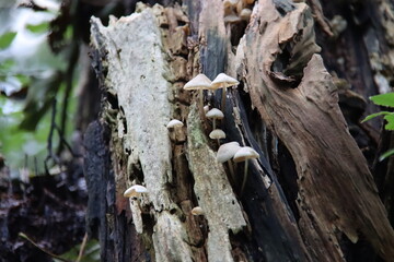 Pluteus romellii or Goldleaf Shield mushroom in a botanic garden