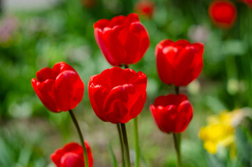 Red tulip flower bloom on background of blurry red tulips flowers