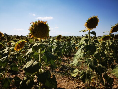girasol, flor, naturaleza, campa, amarilla, verano, cielo, agricultura, f&aacute;brica, girasol, sol, verde, azul, brillante, flor, flora, beldad, alegre, florecer, floral, hermoso, hojas, campesina, florece